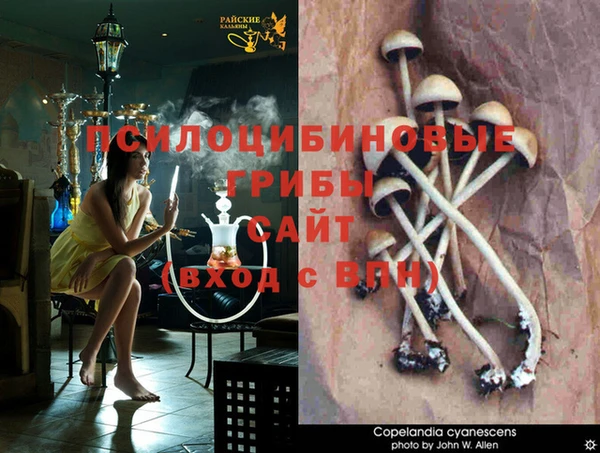 ГАЛЛЮЦИНОГЕННЫЕ ГРИБЫ Абинск